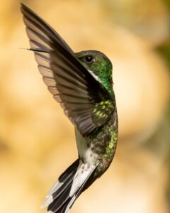 bird-7040563_640-1