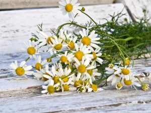 chamomile-1589449_640